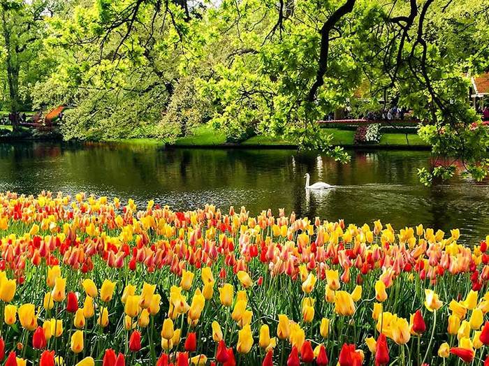 swan-keukenhof-holland- (900x724, 128Kb)