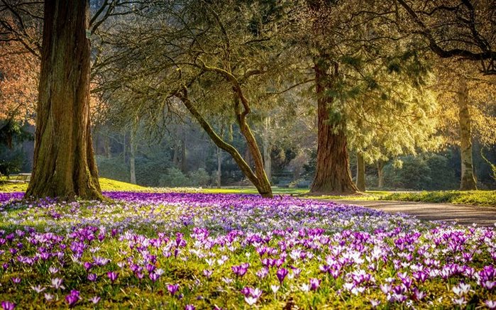 thumb2-spring-park-crocuses-purple-spring-flowers-wildflowers (900x637, 130Kb)
