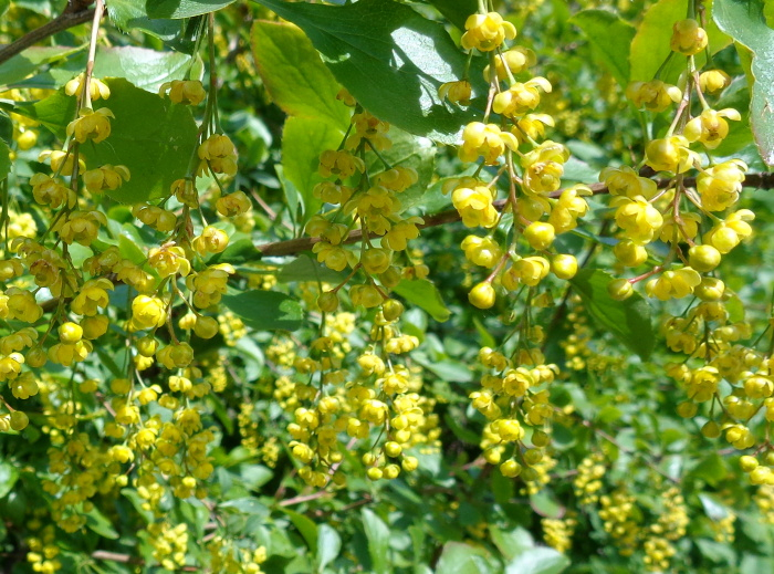 DSC02083 (700x519, 538Kb)