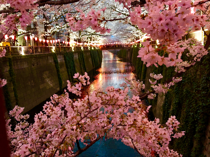 Japanese-Cherry-blossoms-sakura-Nakameguro (700x525, 640Kb)