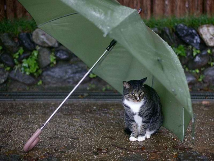5efa3c061d64705ba3925a6aef973096--umbrellas-parasols-funny-cute-cats (700x525, 329Kb)