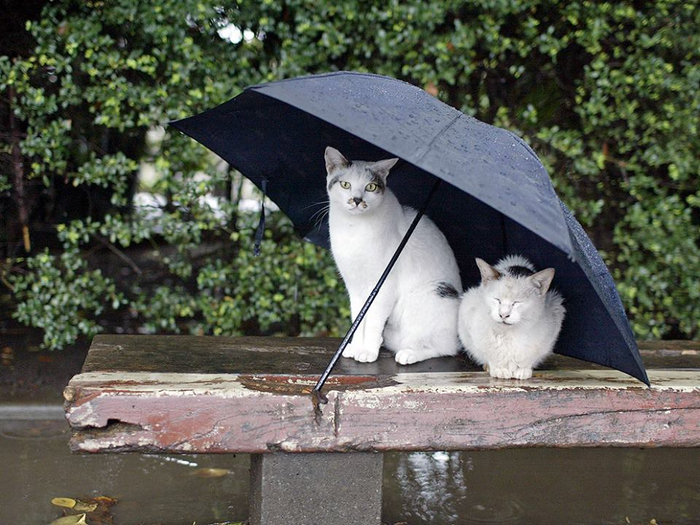 Котенок под дождем картинки