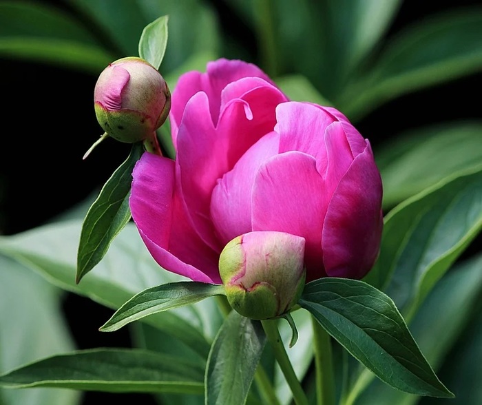 peony-bud-111910_960_720 (900x788, 100Kb)