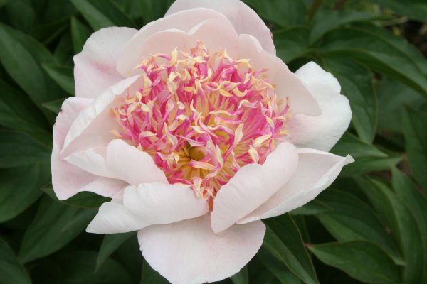 2001440_Paeonia (800x700, 38Kb)