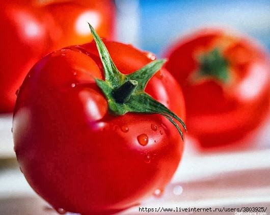 most-poisonous-foods-we-love-to-eat-tomatoes_thumb[1] (530x422, 116Kb)
