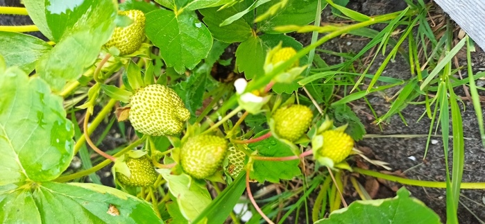 IMG_20210611_203152 (700x323, 137Kb)
