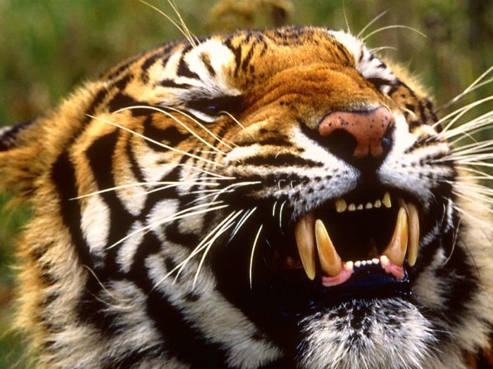 Bengal Tiger, Bangladesh, Nepal, India (700x525, 77Kb)