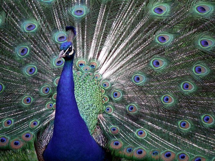The Colors of Pride, Proud Peacock (700x525, 139Kb)