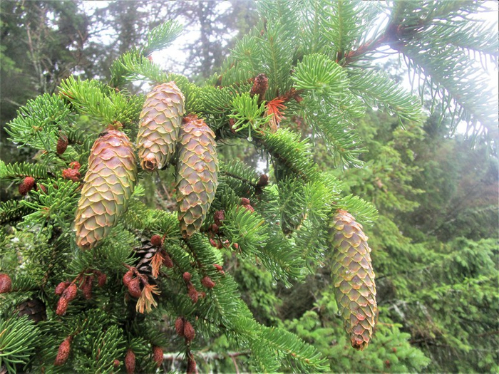 IMG_4967 (700x525, 528Kb)