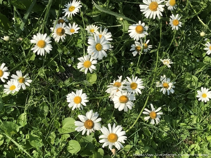 6969960_IMG_0619 (700x525, 452Kb)