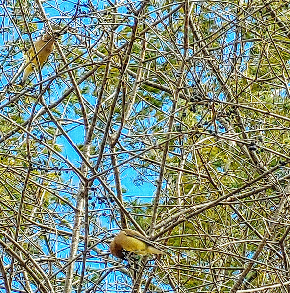 pt1 (592x600, 639Kb)