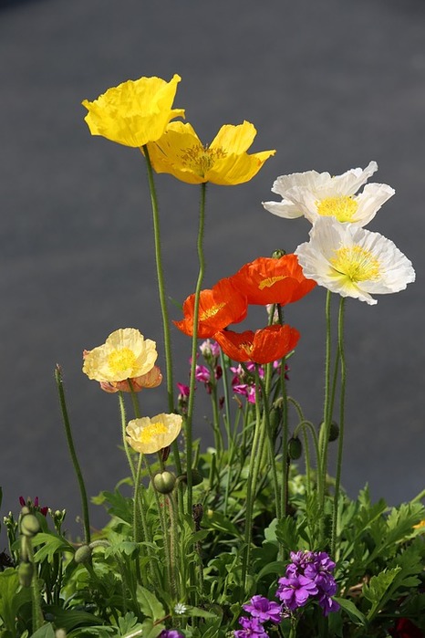 Roadside-Flower-Color-Poppies-1358033 (466x700, 83Kb)