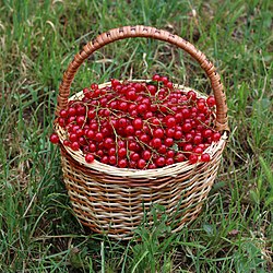250px-Redcurrant_in_basket_2018_G1 (250x250, 36Kb)