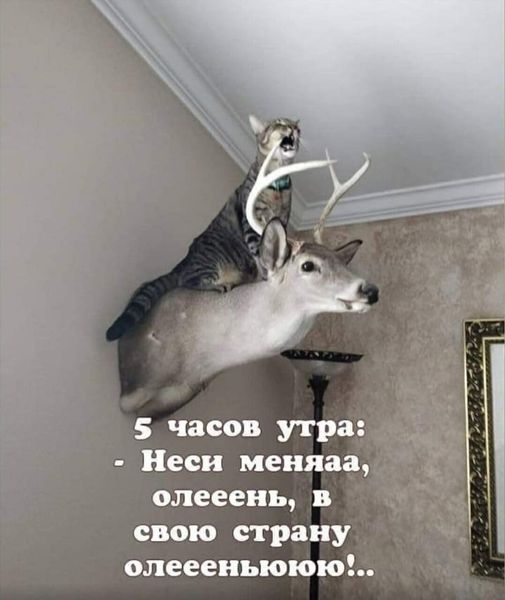 5672049_217952485_4239058702868483_3900381654378543458_n (505x600, 36Kb)