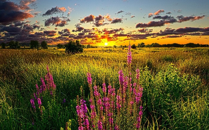 Nature___Sundown____Summer_sunset_over_the_field_071297_ (900x637, 160Kb)
