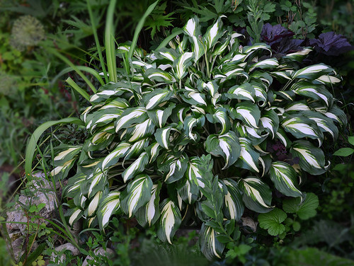 3015062_hosta_volnistaja (500x376, 102Kb)