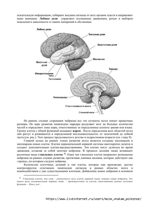 S_Amodt_S_Vong_Kak_razvit_mozg_rebyonka_chtoby_on_stal_umnym_i_uspeshnym_19 (494x700, 184Kb)