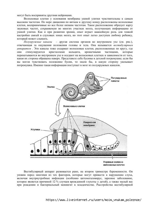 S_Amodt_S_Vong_Kak_razvit_mozg_rebyonka_chtoby_on_stal_umnym_i_uspeshnym_75 (494x700, 189Kb)