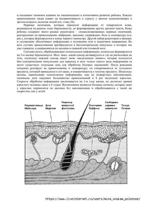 S_Amodt_S_Vong_Kak_razvit_mozg_rebyonka_chtoby_on_stal_umnym_i_uspeshnym_77 (494x700, 245Kb)