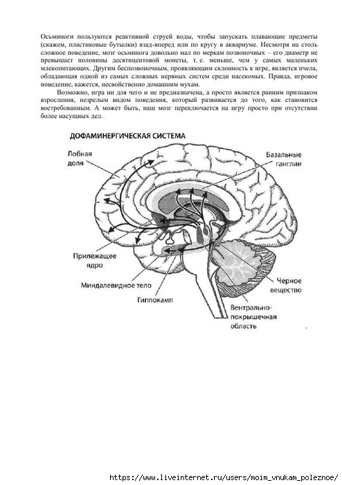 S_Amodt_S_Vong_Kak_razvit_mozg_rebyonka_chtoby_on_stal_umnym_i_uspeshnym_99 (494x700, 148Kb)