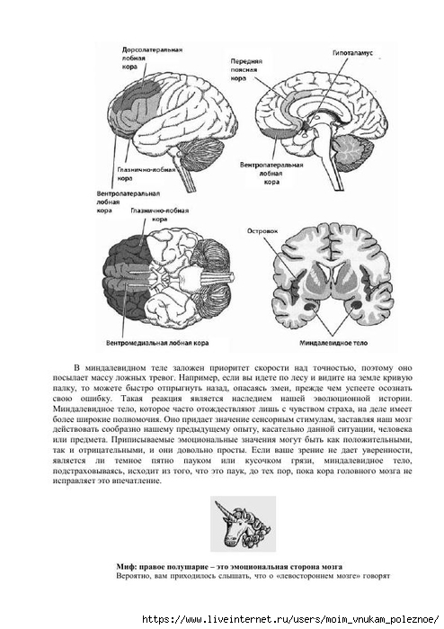 S_Amodt_S_Vong_Kak_razvit_mozg_rebyonka_chtoby_on_stal_umnym_i_uspeshnym_121 (494x700, 180Kb)