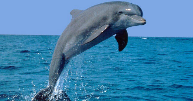 3245507_delfin_1_ (638x336, 465Kb)