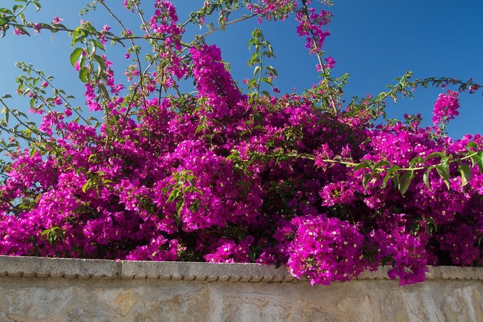 4920201_bougainvilleas3822740_1280 (700x466, 119Kb)