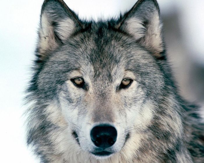hq-wallpapers_ru_animals_871_1280x1024 (700x560, 72Kb)