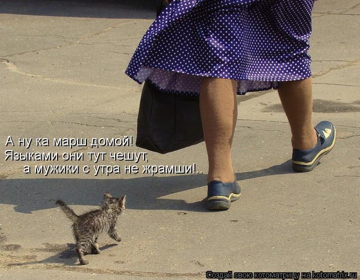 kotomatritsa_gT (700x545, 378Kb)
