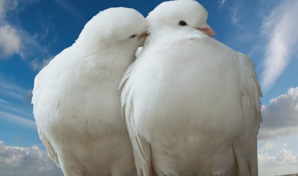 pigeon-dove-clouds-sky-sea (600x355, 101Kb)