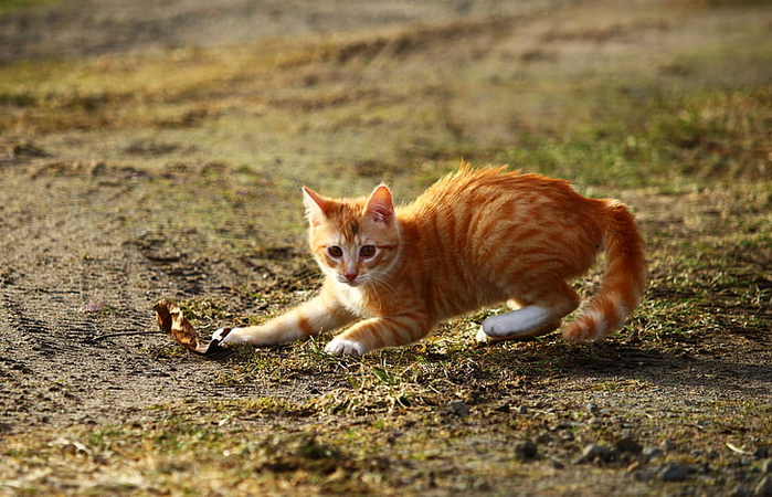 cat-kitten-red-mackerel-tabby-red-cat-preview (700x450, 433Kb)