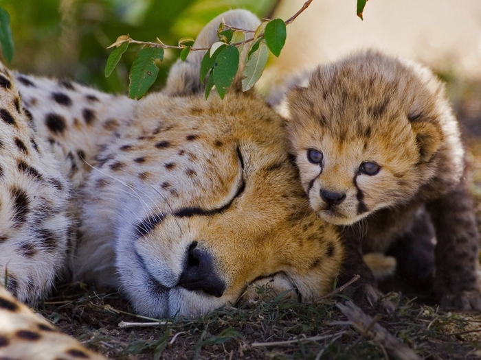 3790308_Cheetahs_Cubs_Sleep_Two_533922_1600x1200_1_ (700x525, 289Kb)