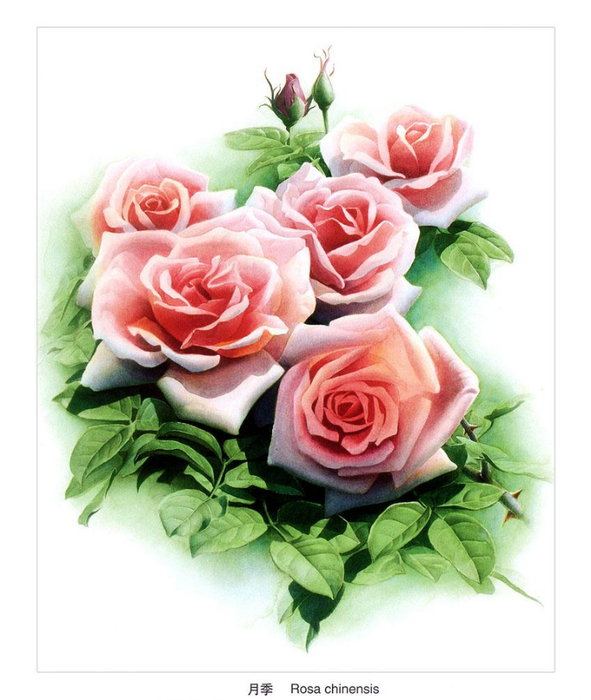 1350085820-0065621-www.nevsepic.com.ua (591x700, 309Kb)