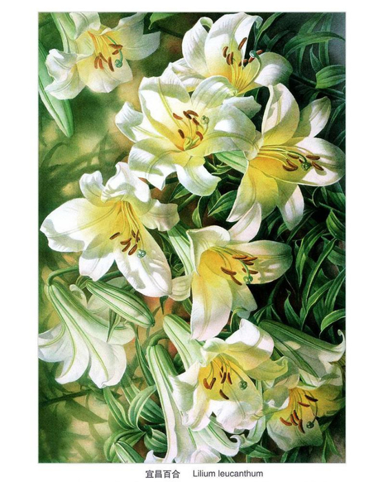 1350085824-0065610-www.nevsepic.com.ua (556x700, 410Kb)