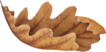  Autumn Fairy (5) (512x253, 159Kb)