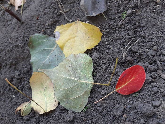 20211002_131702 (700x525, 476Kb)