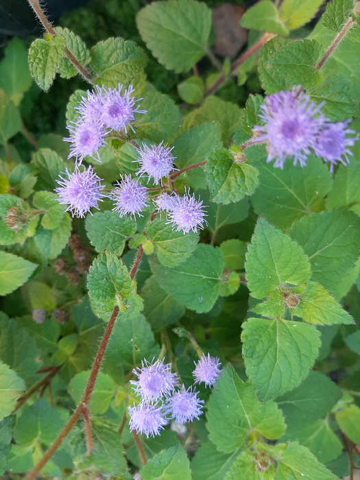20211002_133944 (525x700, 482Kb)