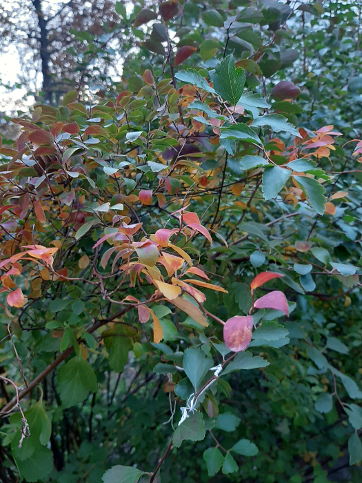 20211007_172213 (525x700, 554Kb)