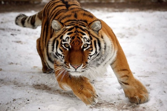Тигры: 40 любопытных фактов