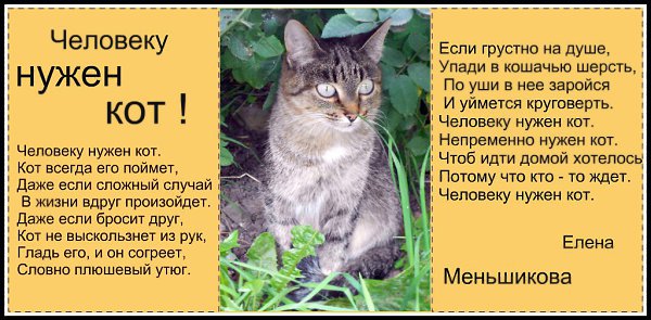 Человеку нужен кот