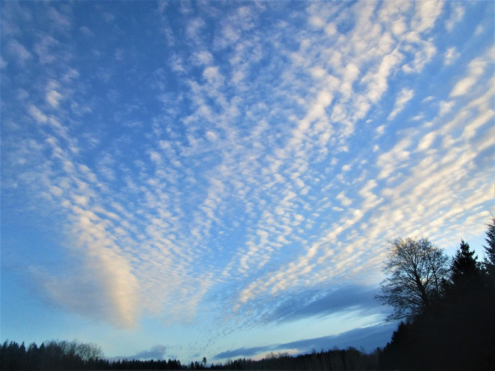 IMG_1166 (700x525, 365Kb)