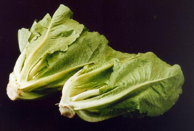 ARS_romaine_lettuce (620x418, 54Kb)