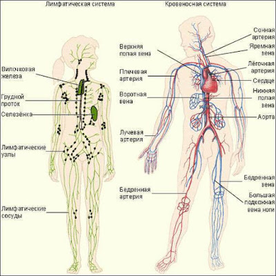 3509984_content_limfaticheskaya_sistema1_1__econet_ru (400x400, 51Kb)