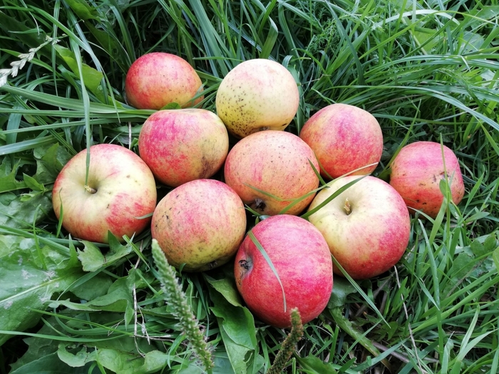 1161737_apples (700x525, 350Kb)