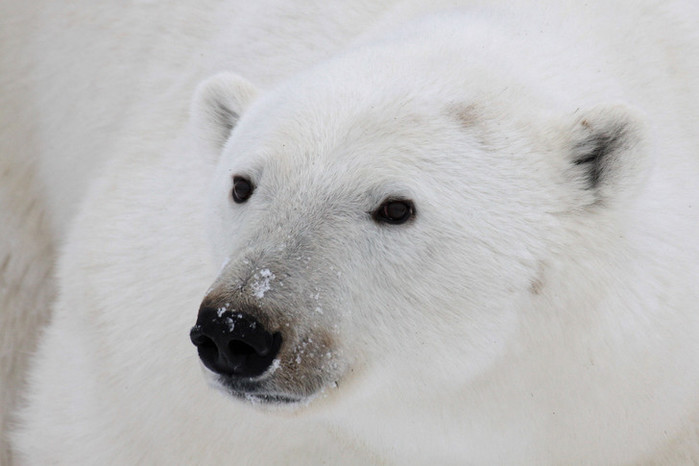 10 самых неожиданных фактов о белом медведе