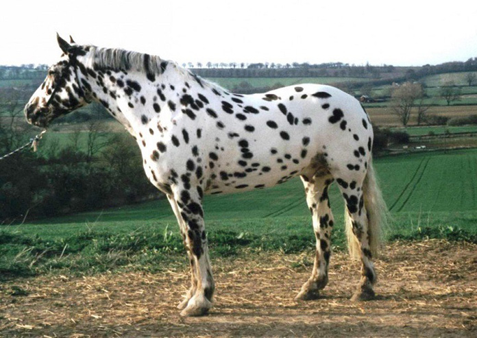 4743317_beautifulhorses17 (696x493, 145Kb)