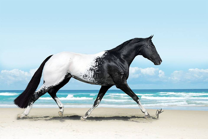 4743317_beautifulhorses27 (696x464, 79Kb)