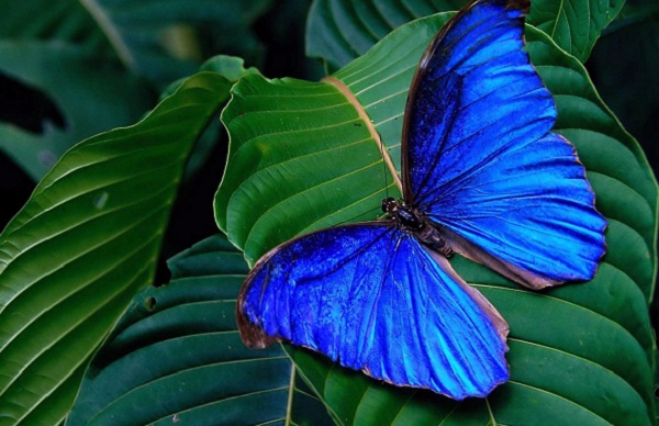 10 (600x388, 239Kb)