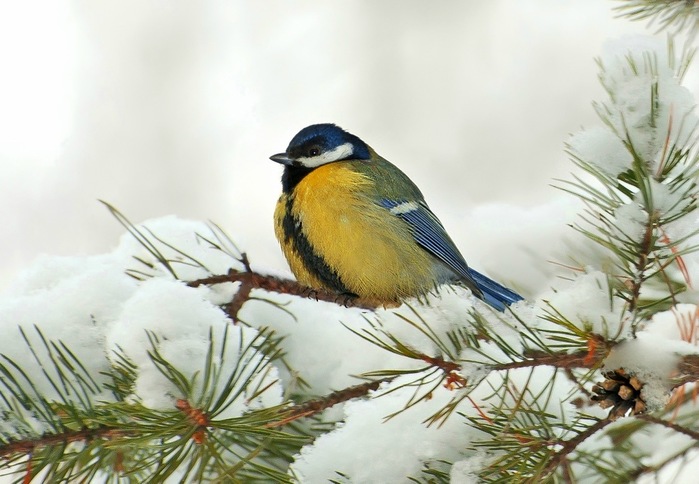 10 интересных фактов из жизни зимующих зверей и птиц