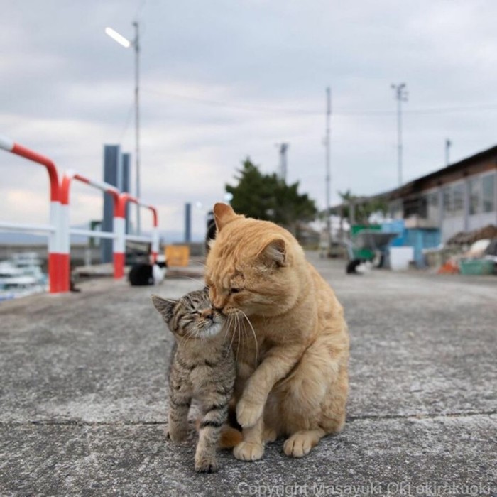 Японские уличные кошки в фотографиях Масаюки Оки